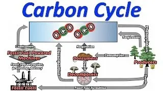 Carbon Cycle Song (Mr. W's Music Video)