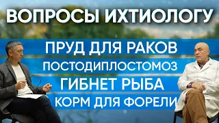 Вопросы ихтиопатологу. Пруд для раков. Заразится ли хищник постодиплостомозом? Гибнет рыба. О кормах