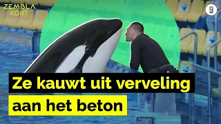 Het leven van orka Morgan in gevangenschap I Zembla