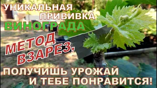 Простая и надёжная прививка винограда приживается всегда!Unique 100% graft grafting using leaves!