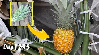 How to regrow pineapple from the tops (leaves) in a pot