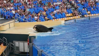 Orca show Loro Park Tenerife 2017