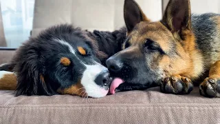 How a Bernese Mountain Dog and a German Shepherd Become Friends [Compilation]
