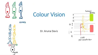 Colour Vision