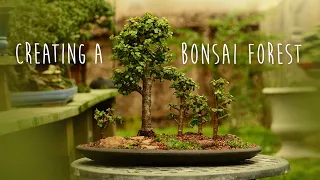 Creating a Portulacaria afra Forest Bonsai - Little Jade Bonsai