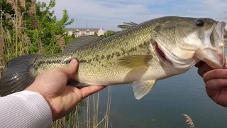 Fishing bass on beds with the Nikko hellgrammite