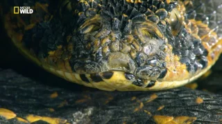 Королевы гадюк | Viper Queens | National Geographic