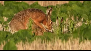 Как зайцы делают это в дикой природе / The way hares do this in the wild