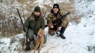 Охота с ягдтерьером , трек , Fox Hunt with Jagdterrier