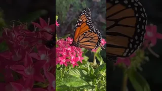 Monarch Butterfly | Amazing Journey