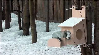 Кормушка для белки / Squirrel feeder