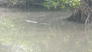 Crocodile In Singapore Kranji Swamp