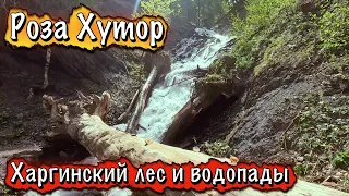 ХАРГИНСКИЙ ЛЕС И ВОДОПАДЫ - ЭТО КРАСИВО