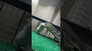 monitor lizard live feeding