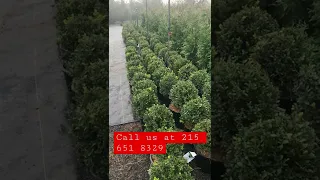 Green velvet boxwood available at Highland Hill Farm near Philadelphia call us at 215 651 8329