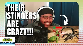 Are Scorpions OP? (Reaction) | Tierzoo