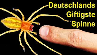 Was passiert, wenn dich Deutschlands giftigste Spinne beißt?