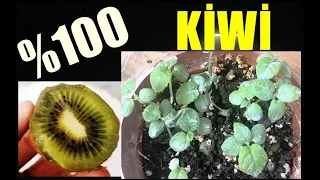 Kiwi Fruit Tree Growing From Seed ( kiwi seeds germination )