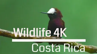 Wildlife in Costa Rica 4K