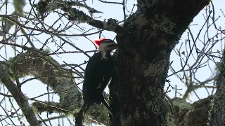 BRP 12 Mar 24 Pileated Woodpecker