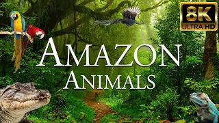 Amazon Animals 8K ULTRA HD | Wildlife of Amazon Rainforest | Nature Amazon Jungle