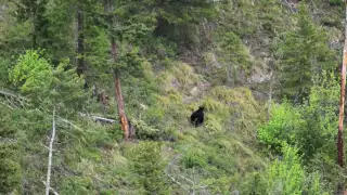 Dead On 20 - Montana Bear Hunting