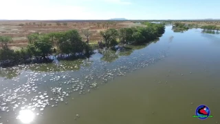 Drone footage of crocodile