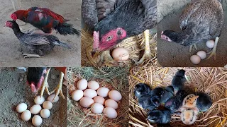 A hen and a chick || Put eleven eggs under the hen