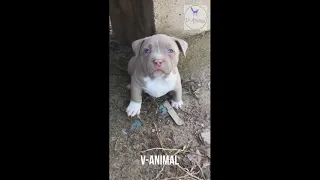 I'm a Big Kid Now Cute Baby Animals #dogs #animals #puppylife #funnydogvideo2021 #cutepuppies #2021