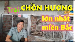 Kỹ thuật nuôi chồn hương - chồn hương sinh sản | Ông trùm chồn giống | Nông thôn làm giàu