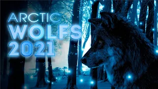 Arctic Wolf`s  - "2021" I Новый клип