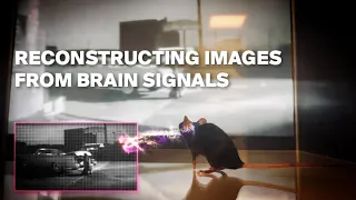 Predict what a mouse sees by decoding brain signals