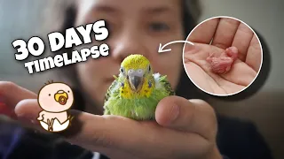 watch 5 baby budgies growing day by day