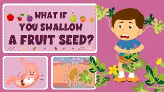 What If You Swallow A Fruit Seed?  - Are Fruit Seeds Harmful? - Learning Junction