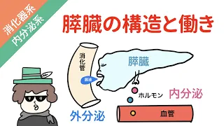 膵臓の構造と働き（膵液とホルモン）