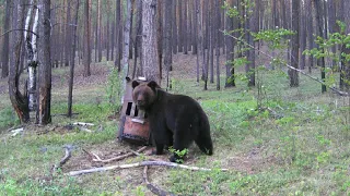 Охота на медведя на приваде 2022.