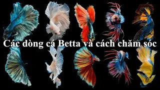 Cá Betta: Các dòng cá và cách chăm sóc cơ bản | Yeucay.vn