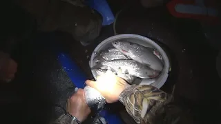 Рыбалка на сига сетями и отличный улов. Fishing for whitefish. Salmon fishing.