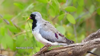 Birds of Kenya