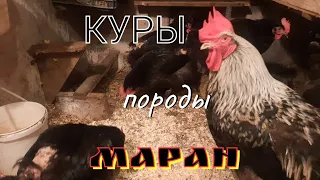 Куры породы Маран от 0 - 7- ми месяцев