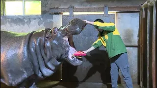 В китайском зоопарке следят за здоровьем зубов бегемота