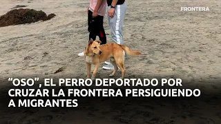 Deportan a perro que cruzó la frontera 🇲🇽🇺🇸🐕