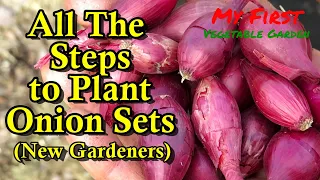 How to Easily Plant Onion Sets for New Gardeners: Plant Onions in March & April