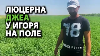 Люцерна Джеа у Игоря на поле. Мактааральский район.