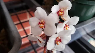 Sarcochilus blooming