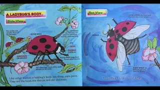 Read Aloud: Ladybugs