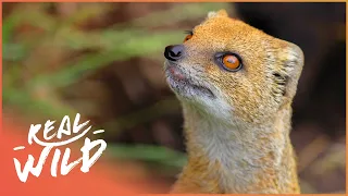 Mongoose Pack Surviving the Wild | Bandits Of Selous | Real Wild  Shorts