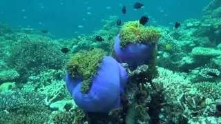 Maldives - Embudu: Diving and snorkeling