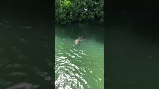 Black River, Jamaica, Crocodile Spotting