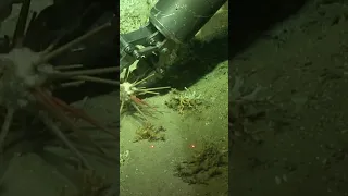 ROV HOLLAND sampling sea urchin and Lophelia pertusa corals to the west of Ireland